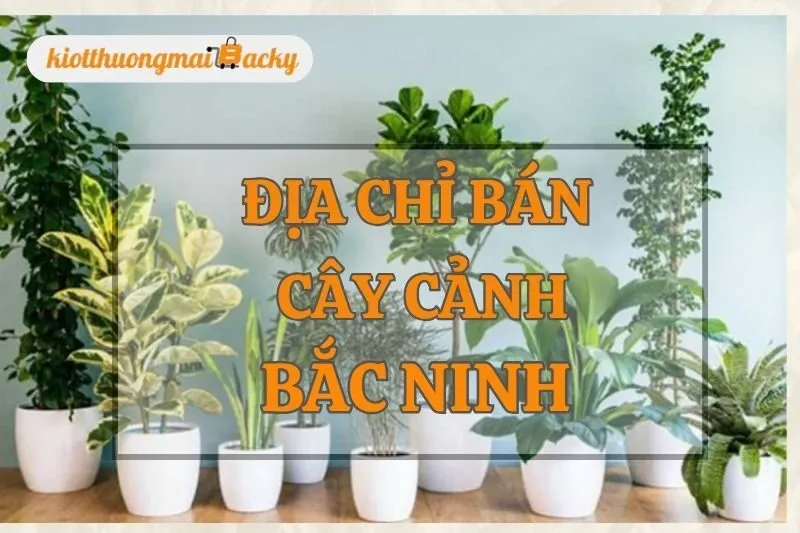 Top 7 Địa Chỉ Bán Cây Cảnh Bắc Ninh Uy Tín Không Thể Bỏ Qua
